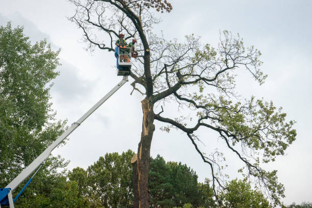 Reliable Porter Heights, TX Tree Removal Services Solutions